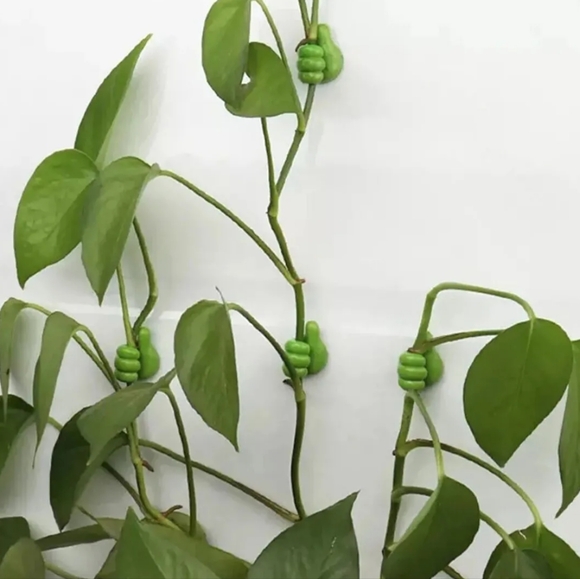 Plant stem holder 💚 - Picture 1 of 7